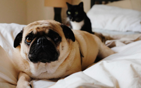 Тест: какое домашнее животное вам подходит?