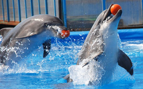 Дельфинарий продлевает гастроли до 12 июня!
