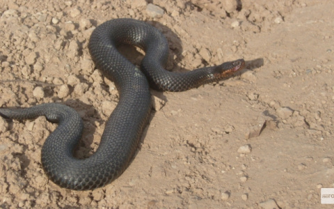 В Кировской области женщину укусила ядовитая змея