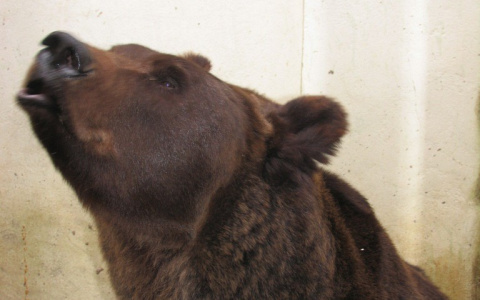 В Кировской области рыбаки сняли медведя, который переплывал Вятку