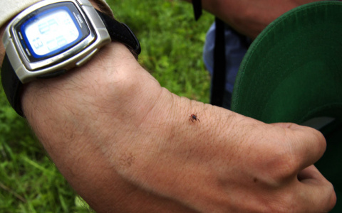 В Кировской области выявлены случаи заболевания энцефалитом и боррелиозом