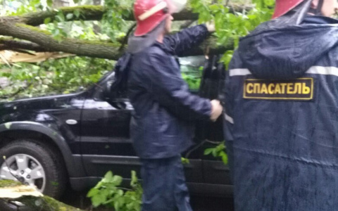 В Кирове на автомобиль упало дерево