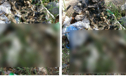 Рядом с детским лагерем в Кировской области нашли обглоданный труп собаки