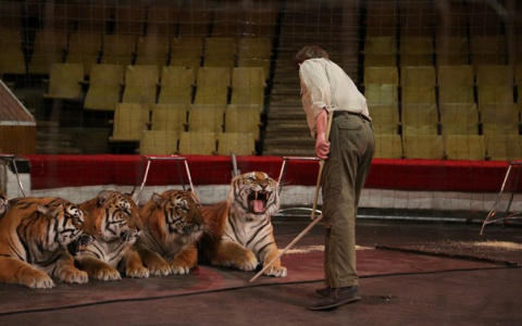 Здание цирка ждет капитальный ремонт