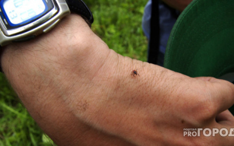 Специалисты предупреждают о пике активности клещей в Кировской области