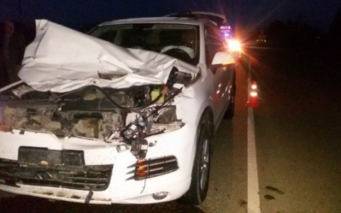 В Кировской области Volkswagen Touareg сбил лося: капот внедорожника сложило пополам