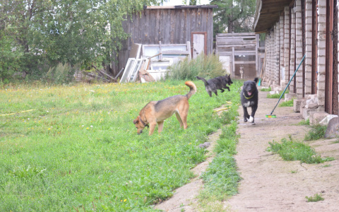В Кирове ночью неизвестные выпустили из приюта около 50 собак