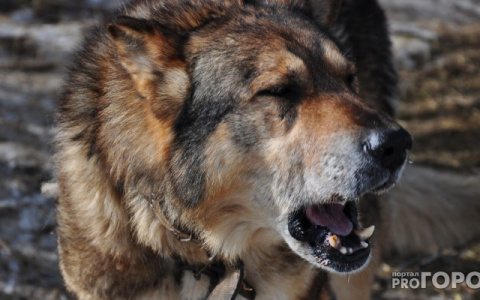 На территории базы отдыха в Кировской области бегала бешеная собака