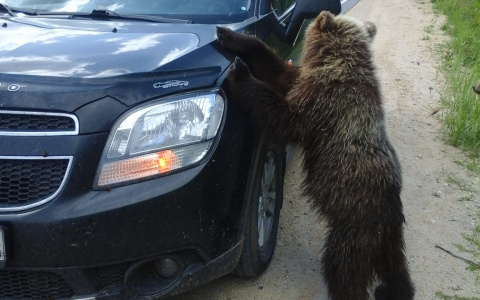 В Кирове медведь вышел к людям в поисках еды