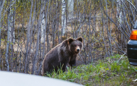 Что обсуждают в Кирове: медведь на улицах и прогноз погоды на понедельник