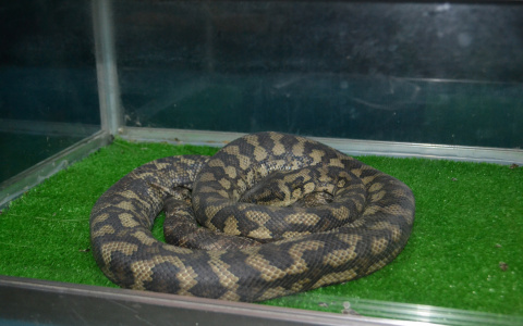 Змея в цветах, жираф в парке: с кем еще приходилось справляться кировским спасателям