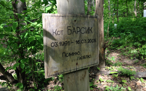 Житель Лянгасова заплатит штраф за непохороненных котов