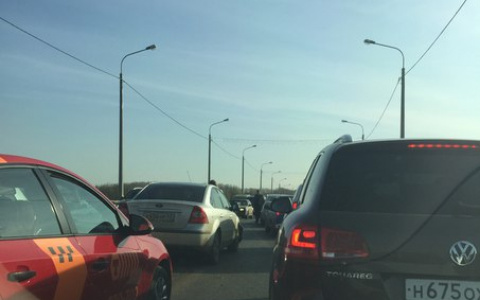 Кировчанин обещает 50 тысяч за сведения о водителе, который сбил его собаку