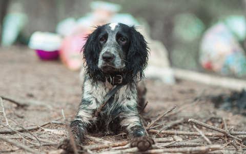 Кировчанин обещал 50 тысяч за видео со сбитой собакой: очевидцев нашли