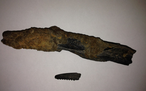 В Кировской области обнаружили останки акулы, которым 145 миллионов лет
