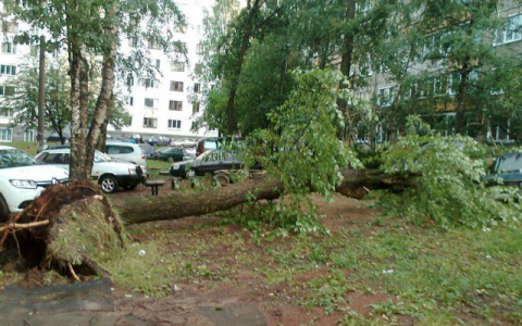 270 поваленных деревьев и 2 сгоревших дома: последствия урагана в Кирове в цифрах