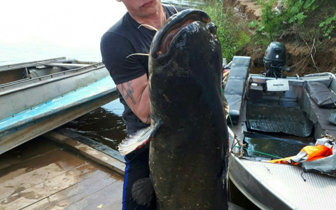 В Кировской области поймали гигантского сома