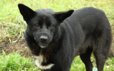 В Лянгасово начались поиски собаки, после укуса которой умерла женщина