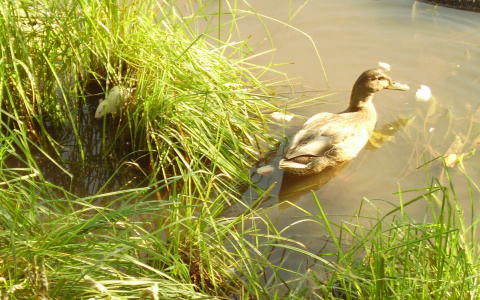 Администрация рекомендовала не кормить уток в парке имени Кирова