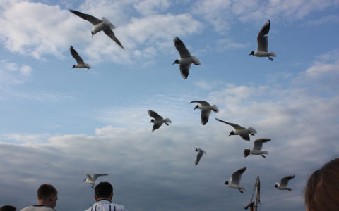Стала известна причина гибели птиц в Столбово