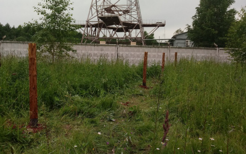 В Кировской области строят приют для бездомных животных