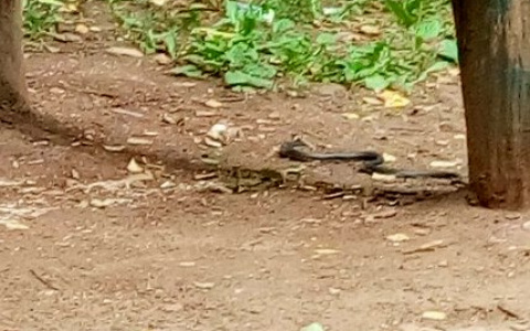 В Кирове дети обнаружили змею на площадке во дворе