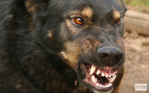 В Омутнинске полицейские застрелили напавшую на них собаку