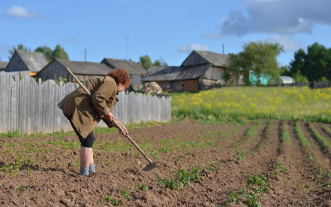 Из-за плохой погоды в Кировской области погибло 6,6 тысячи гектаров посевов