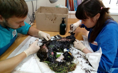 Кировчанка спасла кота, упавшего в горячий битум