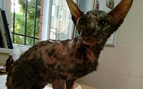 Кот Лаки, упавший в битум на улице в Кирове, умер от остановки сердца