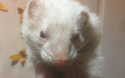 В Кирове собирают деньги на имплант надпочечника для хорька