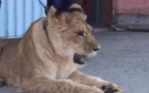 В Кирове мужчина гулял с львицей на поводке