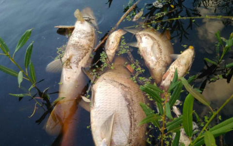 В реке Пижма в Кировской области погибла рыба