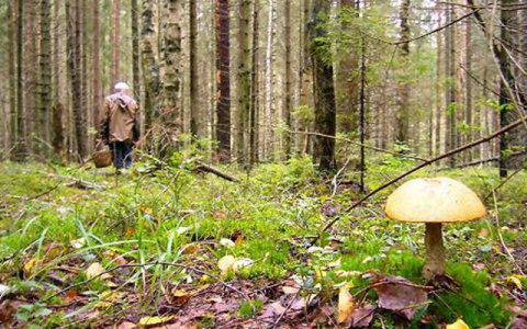 В Кировской области разыскивают четырех пропавших грибников