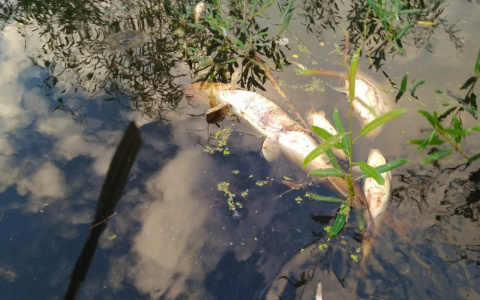 Стало известно, из-за чего массово гибнет рыба в реке в Кировской области