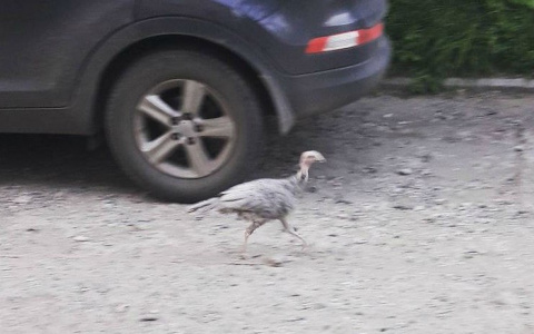 В центре Кирова по дороге гулял индюшонок