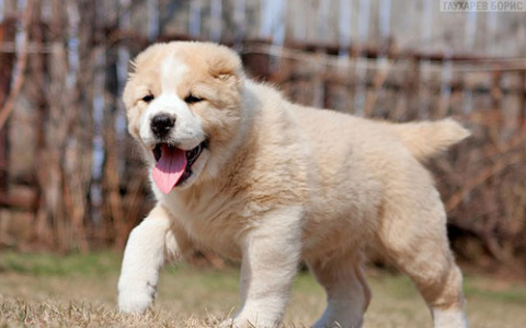 В Омутнинске щенок сбежал от похитителя и вернулся к хозяйке