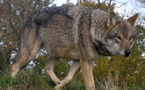 Жители Кировской области сообщают о нашествии волков