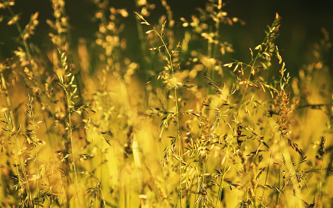 Прогноз погоды: предстоящая рабочая неделя в Кирове будет жаркой