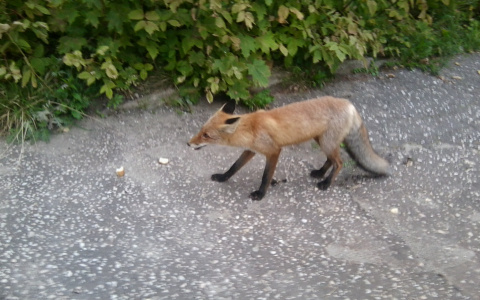 В Кировской области выявлены новые случаи бешенства у животных