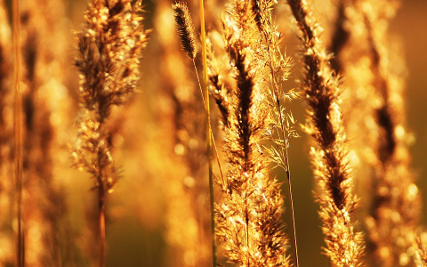 МЧС предупреждает кировчан об опасности из-за жары