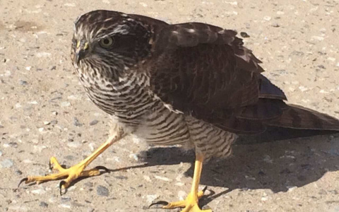 В Кирове заметили ястреба с подбитым крылом