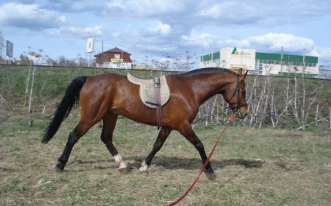 В Кировской области ищут лошадь из Сыктывкара, которую украли на мясо