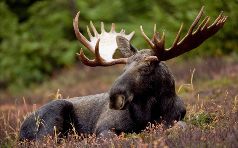 Водителей предупреждают о сезонной миграции лосей в Кировской области