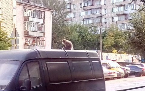 В Кирове обезьяна бегала по крышам машин
