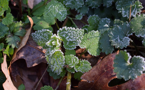 Прогноз погоды в Кирове: МЧС сообщает о заморозках в Кировской области