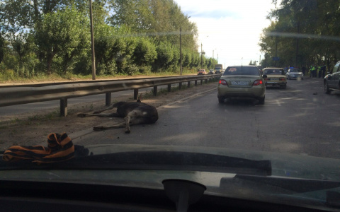 На Производственной водитель на Chevrolet Niva сбил лося