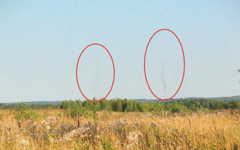 В Кировской области был зафиксирован торнадо из насекомых