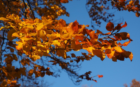 Прогноз погоды в Кировской области: МЧС сообщает о дождях в среду