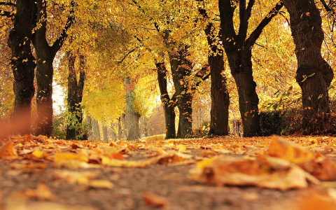 Прогноз: какой будет погода в Кирове и области в четверг?